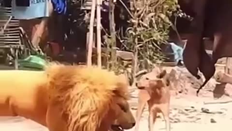 Lion and Dog___good morning funny video