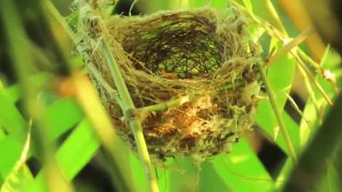 The spectacled bird's nest in its mother's nature is overflowing