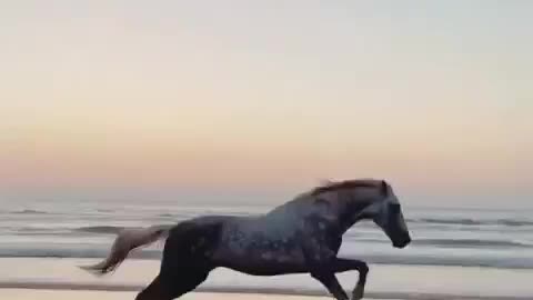 Horse just amazing
