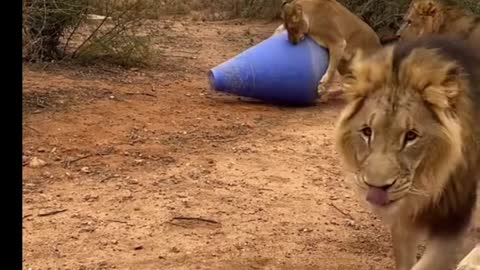 Three lions are running around the toy