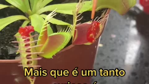 Essa é a Dionaea vc já conhece?