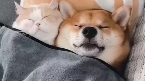 Dogs and cat friendship