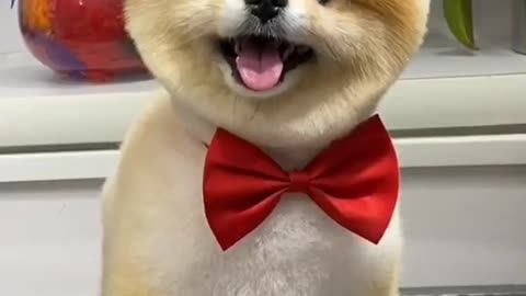 #funny #animals #funnyvideo #stupid #foryoupage