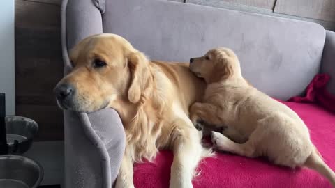 Inexperienced Dog Dad Learns To Parent His Puppies