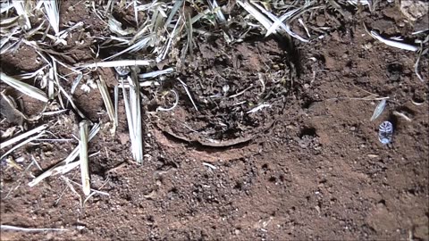 Trapdoor Spider Watches Slater Fights