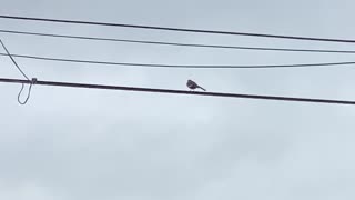 Bird on the wire