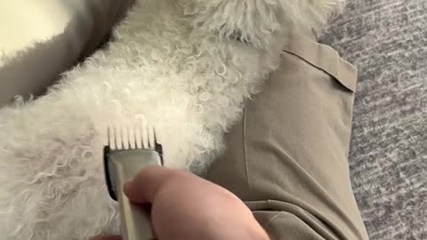 Suppose you shave your dog