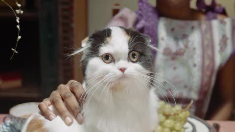 Cat 🐱🐱 - Cut and Funny Cat Videos 🐱🐱. বিড়াল - চতুর এবং মজার বিড়াল ভিডিও।