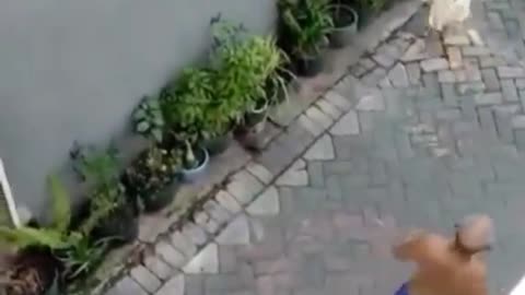 Monkey on a Bike Atemps to kidnap a Child