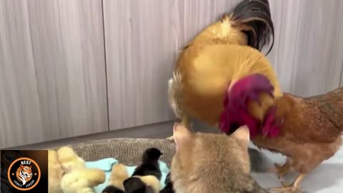 Unexpected Friendship Chickens and Cats Living in Harmony