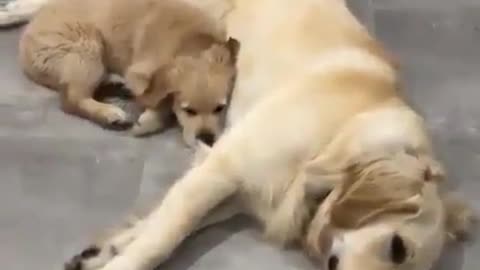 Playing puppy