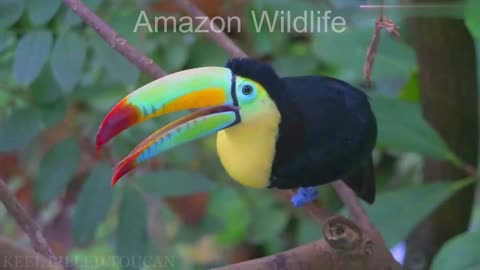 Wildlife animals Documentary video