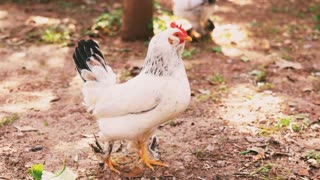 Chicken and its breeds