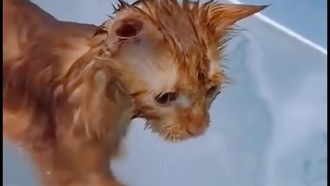 I'm bathing my cat. It's playing happily in the water