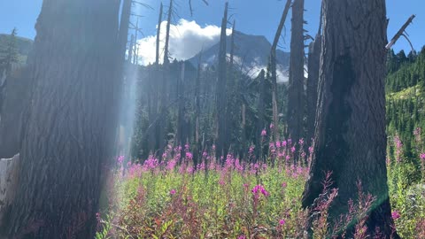 Oregon – Mount Hood – Vivid Flowers Make Alpine Meadow Come Alive – 4K