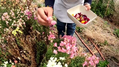 Tunisia heatwave wilts farmer's edible flowers