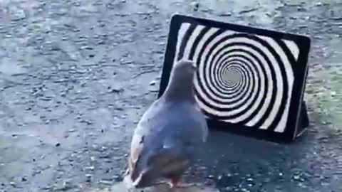 concentrated pigeon