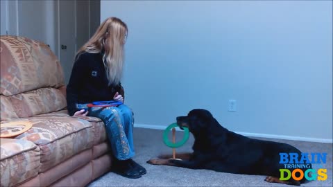 Brain training for a dogs