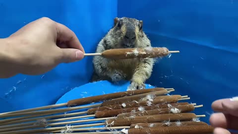 17 #PetDaily #CutePet #Groundhog unpacking gift for marmot