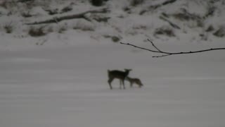 Coyote vs Deer