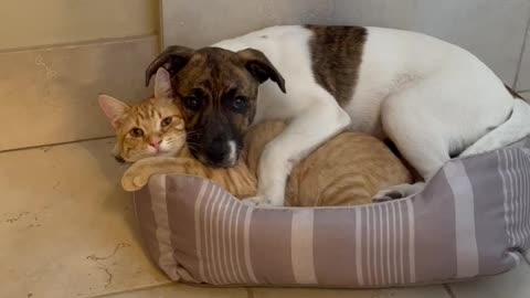 Dog And Cat Adorably Cuddle Together In Bed