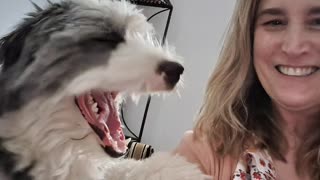 Hugs with Jackson Extraordinaire the Sheepadoodle dog