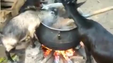 Goats drinking hot water over the fire