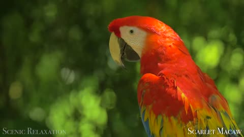 Birds Of The World 4K With Calming Music