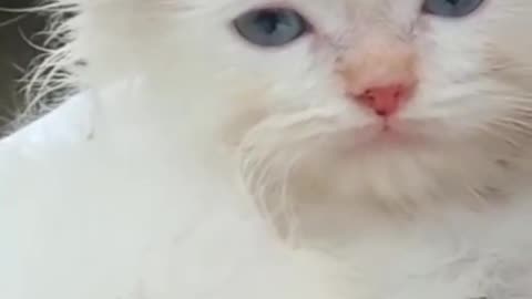 Beautiful Cute Cat