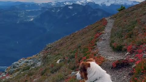 Lonely cute dog waiting for friends