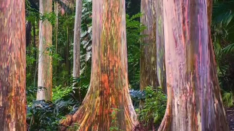 The Rainbow Eucalyptus: Nature's Colorful Masterpiece