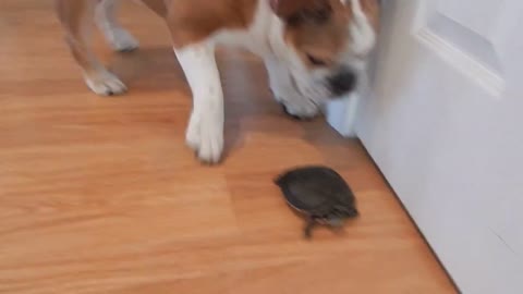 Dog meets turtle