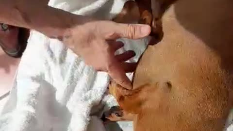 Sausage Dog Drying herself After a Bath