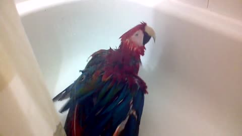 Macaw goes bonkers for shower playtime
