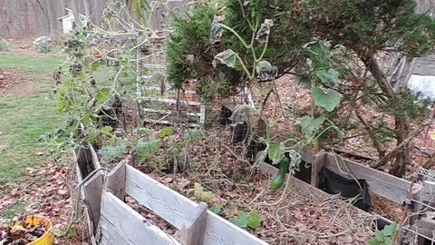 End of Summer Harvest & Cleanup: cucamelons, tomatoes, wintersquash