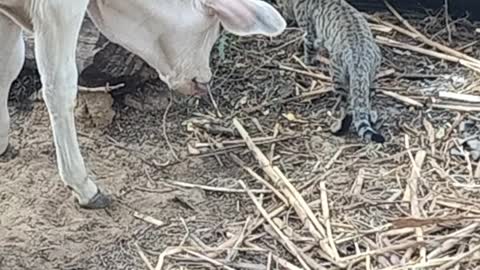 Cow Calf and Cat frendship video