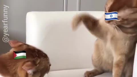 Israel vs Palestine Cats