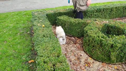 POMERANIAN PUPPY GOT LOST IN GIANT MAZE(LABYRINTH) FUNNY!