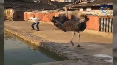 Killer Ostrich Run!