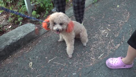 How Poodle Dog Reacts When Seeing Stranger Running Barking Viral Dog