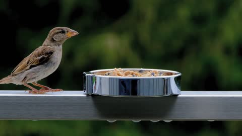 Sparrow is eating lonely