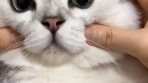 Funny cat short video 🙀😻🐱😆