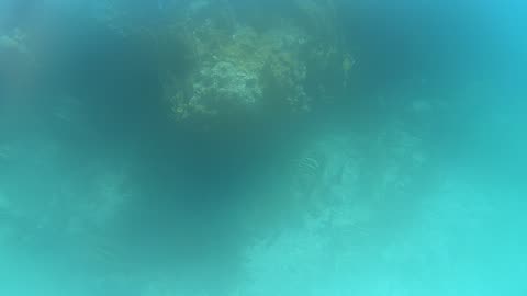 Chromis Reef #4, BVI