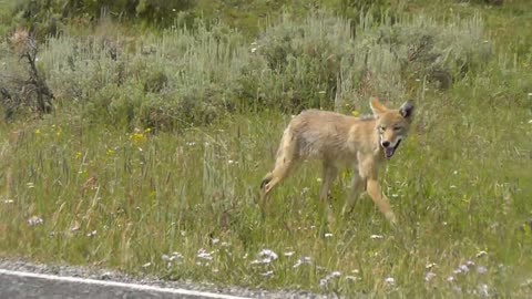 Coyote goes after a domestic dog in Yellowstone