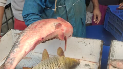 Karfu Carp Black Carp And katla carp Fish Amazing Video In Fish Marlet