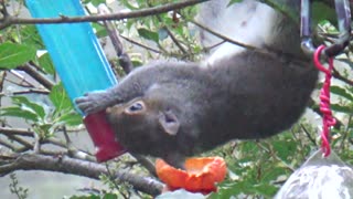 Grey Squirrel