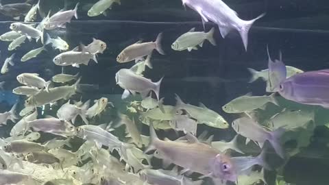 #aquarium #fish #relaxingmusic #4k #aquariumrelax #coralreef