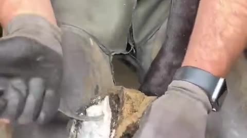 Satisfying Horse Hoof Trimming: Nail Care for a Happy Horse