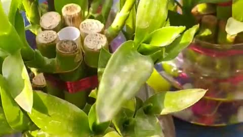 lucky bamboo plant #plants #garden