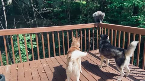 Huskies Encounter Stray Cat on Deck